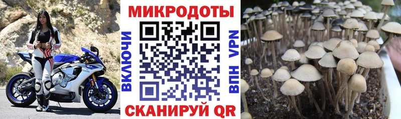 Галлюциногенные грибы мицелий Верхняя Пышма